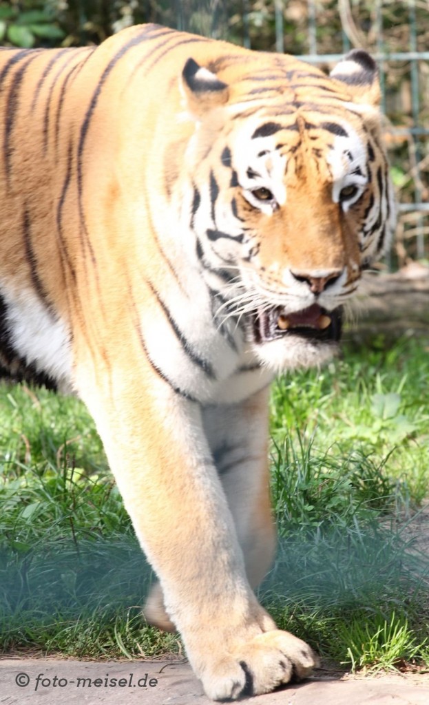 weiblicher Sibirischer Tiger im Braunschweiger Zoo